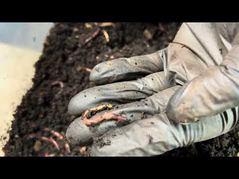 Видео: Как определить взрослых особей красного вигглера-производителя — показано множество примеров