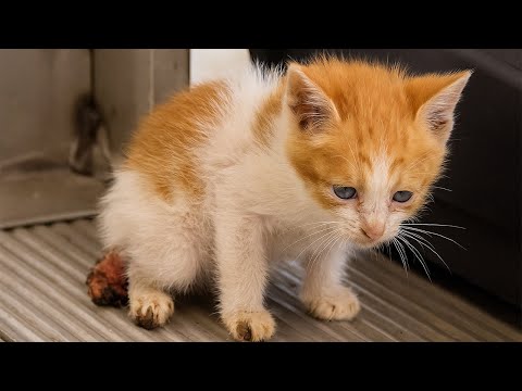 Видео: Эскалатор отрезал котёнку хвост…Его взгляд никто не забудет