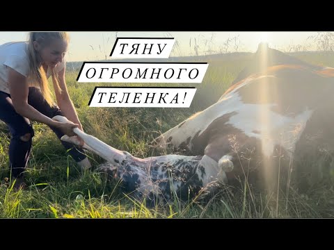 Видео: Отёл в поле! Такого отела коровы я не ожидала! Подняли корову после пареза!