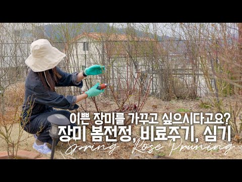 Видео: Вы можете выращивать здоровые розы, как я 'Как чистить и кормить розы весной'