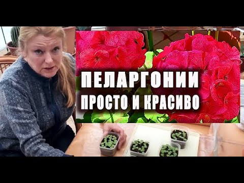 Видео: Тайны выращивания Пеларгонии из семян. Подробно от посева до цветения и зимовки.