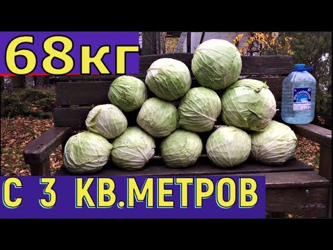 Видео: Как получить БОЛЬШОЙ УРОЖАЙ поздней капусты