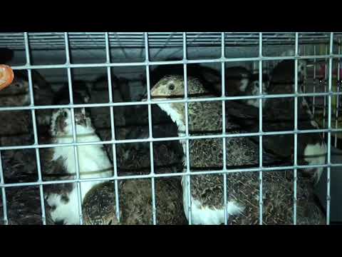 Видео: Породы перепелов в нашем хозяйстве. Обзор наших пород перепелов. Мои перепела. Дачная Жизнь ТВ.