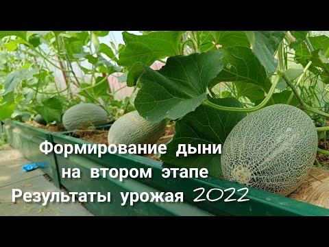Видео: Формирование дыни, наш опыт и результаты урожая🍈😉