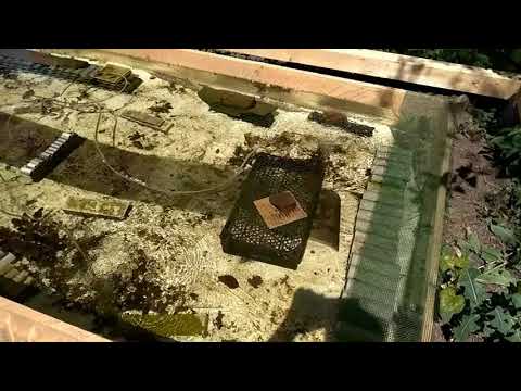 Видео: Кормление и рост малька аккр