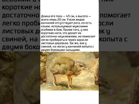 Видео: Микро-олень)