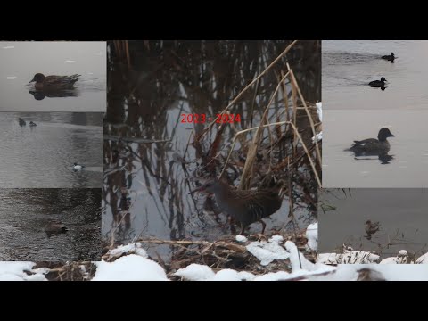 Видео: Необычные зимующие птицы Твери.  2023 2024