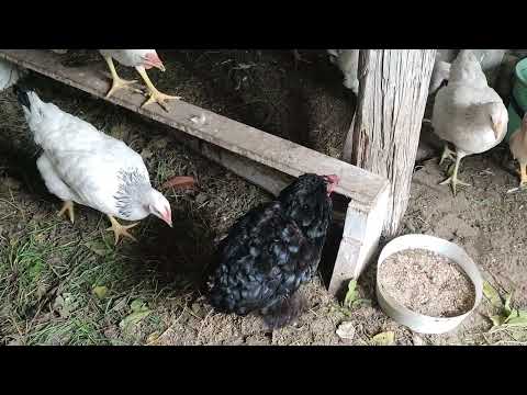 Видео: Быть забору или нет🤔 Одуванчик в ноябре 😊