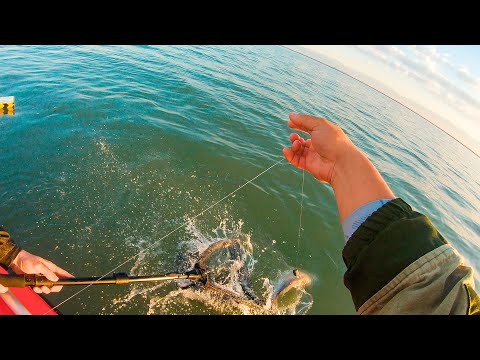 Видео: КАК ЛОВИТЬ САЗАНА НА ПОСТАВУШКИ ??? Рыбалка на озере УСЕК, сазан, вобла, май 2025