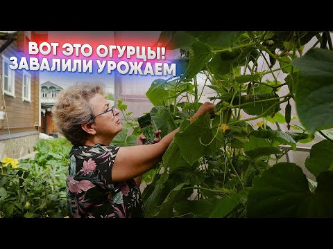 Видео: Вот это огурцы! Завалили урожаем