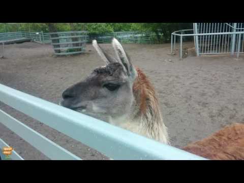 Видео: Зоопарк  Ростова-на-Дону / Rostov-on-Don ZOO