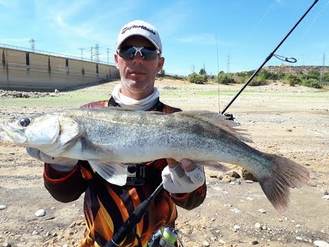 Видео: Судак на воблера,Megabass x-120,x-140 делают рыбалку!!!