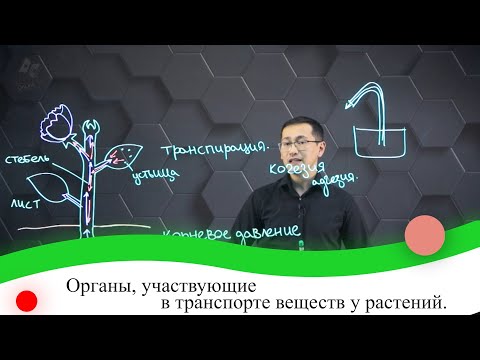 Видео: Органы, участвующие в транспорте веществ у растений. 7 класс.