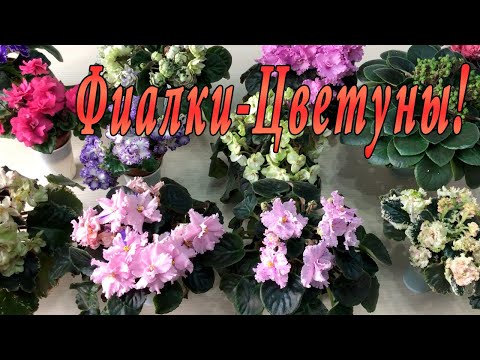 Видео: Фиалки-цветуны!