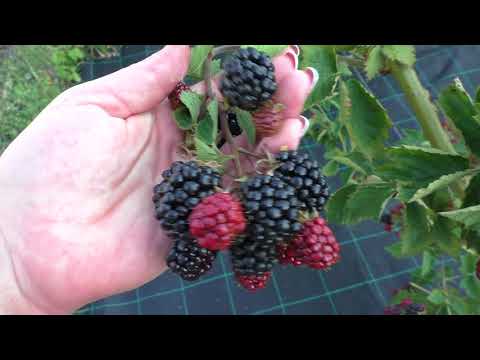Видео: Лох Тей сладкий, ранний, бесшипный сорт ежевики