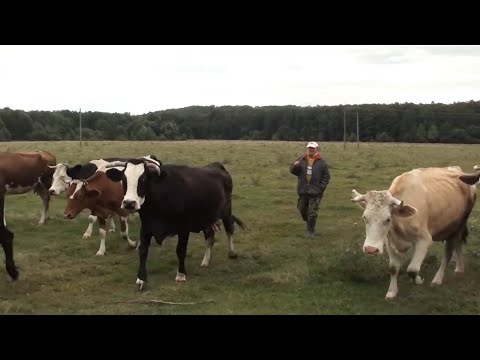 Видео: Хащі.