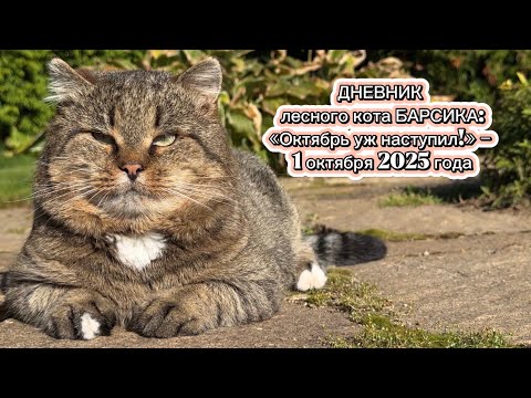 Видео: Медитация с лесным котом Барсиком