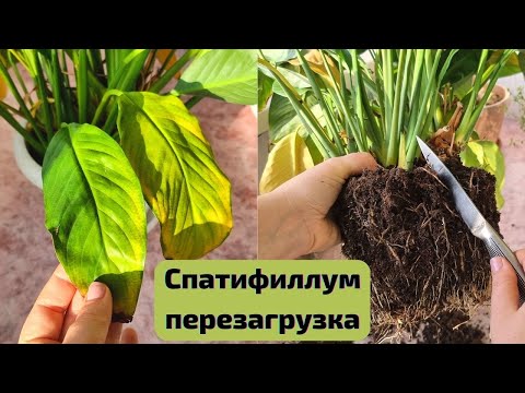 Видео: Перезагрузка Спатифиллума 🪴 Обновляю Женское счастье и запускаю рост корней