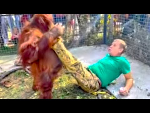 Видео: Посмотрите КАКОЙ ОГРОМНОЙ стала орангутан Дана, она даже поднимает Олега Зубкова!
