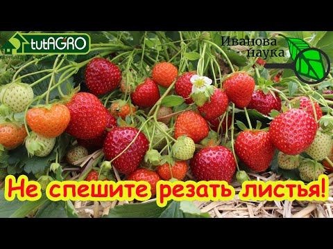 Видео: УХОД ЗА КЛУБНИКОЙ 🍓 после сбора урожая. Сроки обрезки листьев. Подкормка и обработка от болезней.