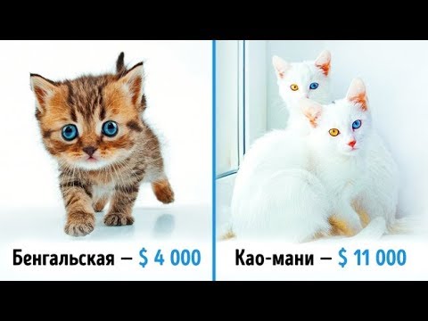 Видео: 19 шикарных кошек, которые стоят целое состояние