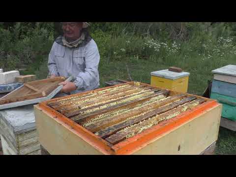 Видео: принёс ли мёд слабышок.