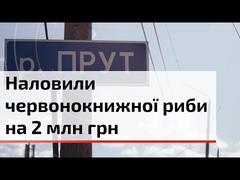 Видео: У Чернівцях борються з браконьєрством риб | C4