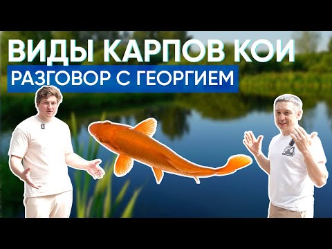 Видео: Подробно рассказываем про карпов кои вместе с Георгием с канала @Raritetplants