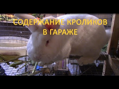 Видео: Содержание кроликов в гараже