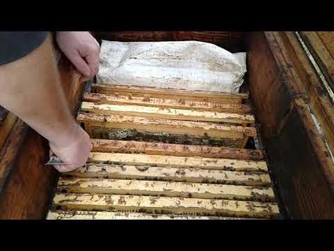 Видео: Карника Пешетц от моего друга Сергея Рауш.