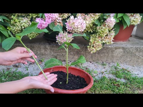Видео: Сейчас самое время размножать гортензии — это самый простой способ