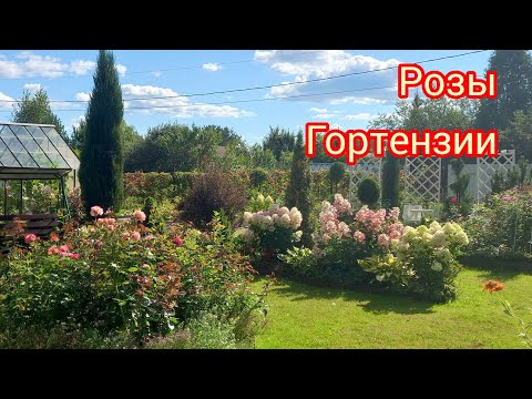 Видео: Немного цветущих роз.Начало второго цветения.2025гРозовые гортензии.Подмосковье.