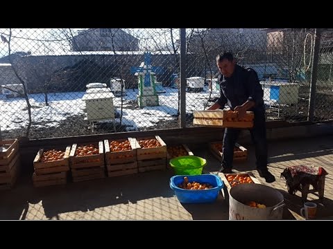 Видео: САМОГОН из мандарина. МАНДАРИНОВАЯ БРАГА. ENG SUB