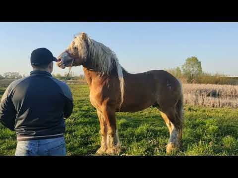 Видео: ,🔥 Супермен жеребец 🐴 нашего хозяйства 💫👍