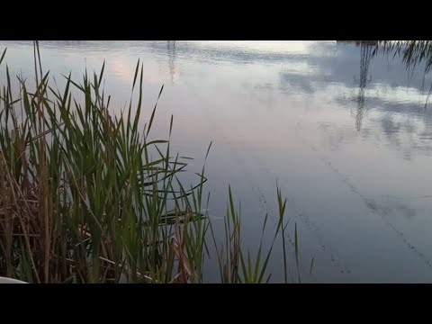 Видео: Рыбалка в мае! Течение решает... Язь расклюнулся!
