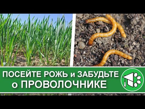 Видео: Если вы сеете рожь и овес как сидераты, посмотрите это видео. Проволочник: как с ним бороться