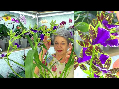 Видео: Секреты ухода за орхидеями.  Зигопеталум, Онцидиум и другие бульбовые орхидеи.