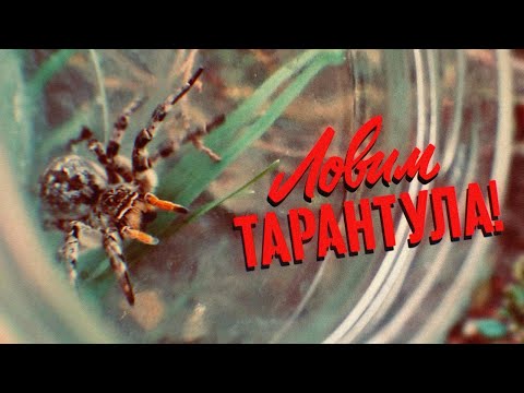 Видео: Как поймать тарантула? Ловим паука