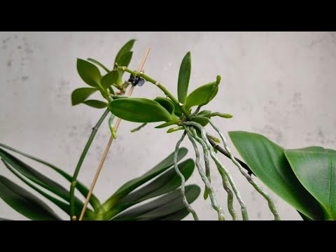 Видео: Розведення орхідей Фаленопсис! Кейки (дітки). Прямий фокус на розведенні. Стимуляція, Приклади.