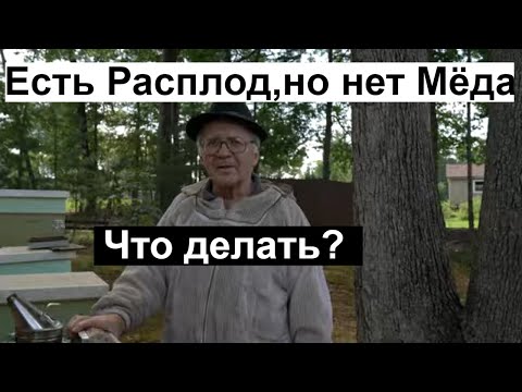 Видео: Пасека#140 Как развилась исправленная Трутовая семья Что ещё  сделать- пчеловодство для начинающих