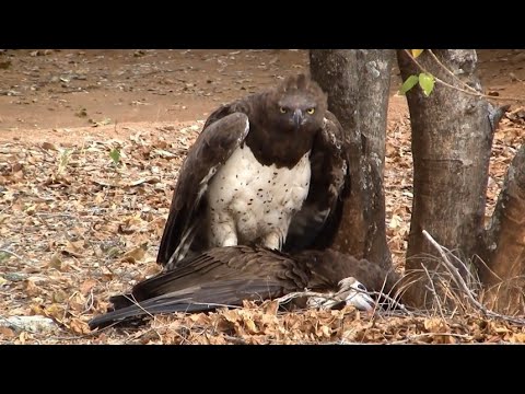 Видео: ОРЕЛ В ДЕЛЕ 2! Удивительные Моменты нападения орлов!