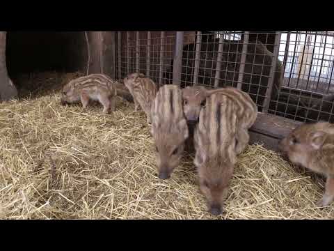 Видео: Фаршированный дикий кабан рецепт!!!!