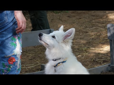 Видео: ДТ-67. Щенок белой швейцарской овчарки. Вопросы - ответы.