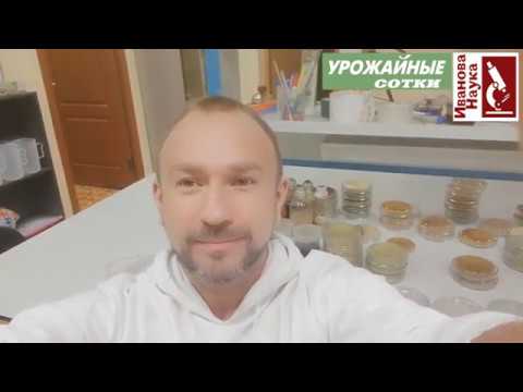 Видео: Сенсация! Защитить растения от болезней бесплатно! Триходерма на халяву!!!