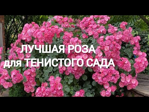 Видео: СУПЕР РОЗА для тенистого сада. АНГЕЛА-роза для солнечных и тенистых мест .Всегда море цветов.