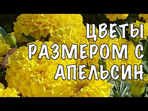 Видео: Я БЫЛА В ШОКЕ! Не думала, что БАРХАТЦЫ могут ТАК ЦВЕСТИ! Показываю ПОТРЯСАЮЩИЕ сорта