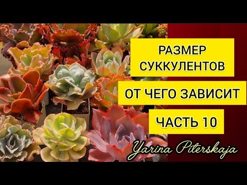 Видео: Размер суккулентов.  От чего зависит. Часть 10.
