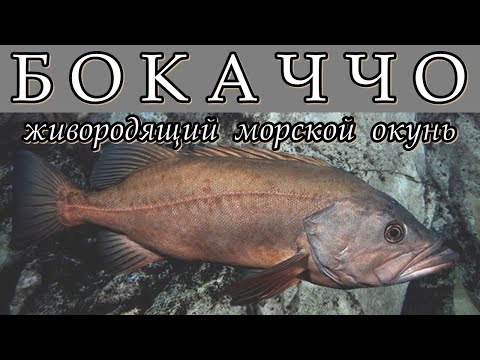 Видео: БОКАЧЧО - Живородящий морской окунь