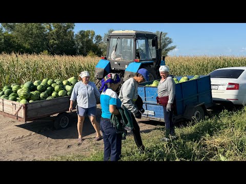 Видео: СУПЕР ВРОЖАЙ КАВУНІВ🍉На ПОЛТАВЩИНІ👍БЕЗ ЯДІВ ТА ХІМІКАТІВ  НА ПРОДАЖ💪Для дітей🔥