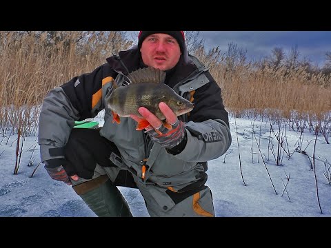 Видео: Крупный окунь на безмотылку в камыше. Глубина 50 см.